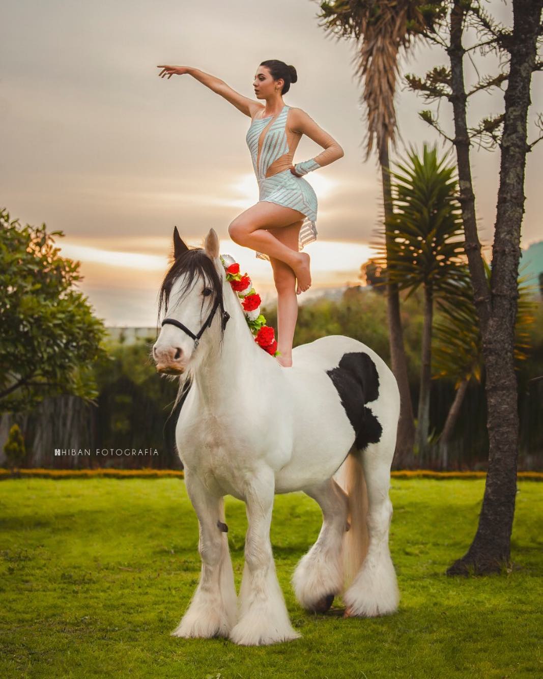 Gypsy Vanner - Horse Vaulting